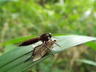 ムシヒキアブ horse fly