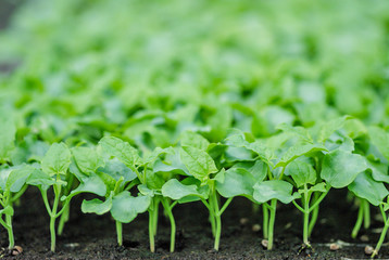 Rows of potted seedlings and young plants,  selective focus