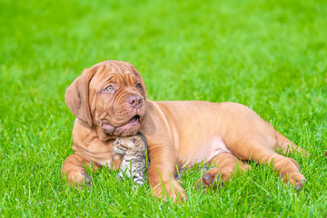 Bordeaux Mastiff puppy hugging baby bengal kitten on green summer grass and looking away