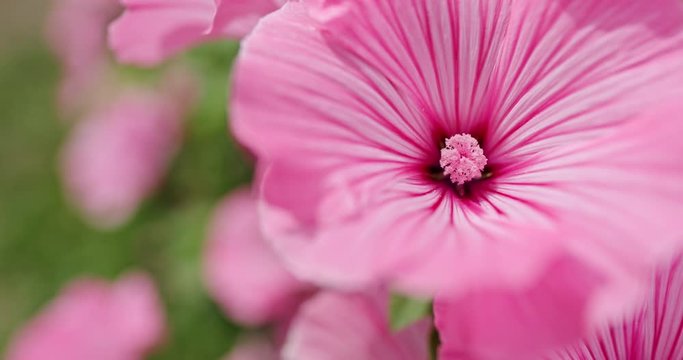Hibiscus rosa-sinensis, known as Chinese hibiscus,China rose, Hawaiian hibiscus,rose mallow and shoeblackplant is a species of tropical hibiscus, a flowering plant in tropical and subtropical regions.