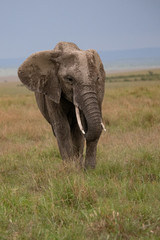 Naklejka na ściany i meble close up of African elephant in Masai Mara