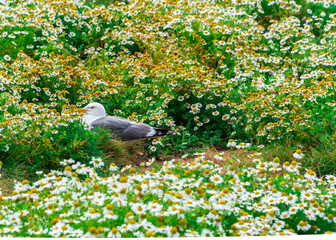 A bird seagul covered in Flowers in breeding season at the beach nest