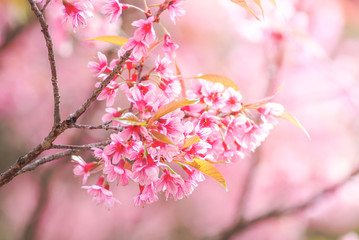 Cherry Blossom in spring with soft focus, unfocused blurred spring cherry bloom, bokeh flower background, pastel and soft flower background.