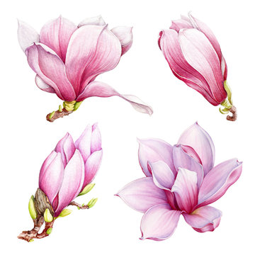 Magnolia pink flowers watercolor pained illustration set. Hand drawn spring blossom elements. Magnolia single flower image isolated on the white background.