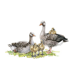A goose family with babies watercolor illustration. Hand drawn domestic birdson a green grass with goslings. Isolated on white background.