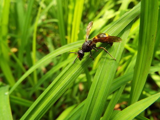 エントツドロバチ wasp