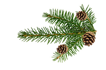 Fototapeta na wymiar Spruce branch with pinecone isolated on white background with clipping path