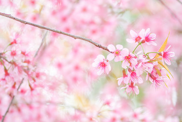 Cherry Blossom in spring with soft focus, unfocused blurred spring cherry bloom, bokeh flower background, pastel and soft flower background.