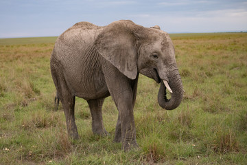 Naklejka na ściany i meble African elephant in kenya