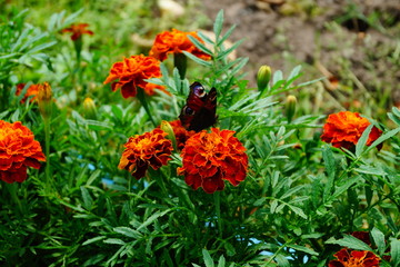 red flowers in the garden