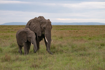 Fototapeta na wymiar African elephant mother and calf in the Masai Mara kenya