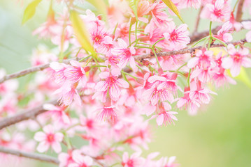 Cherry Blossom in spring with soft focus, unfocused blurred spring cherry bloom, bokeh flower background, pastel and soft flower background.