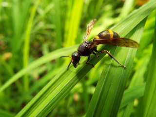 エントツドロバチ wasp