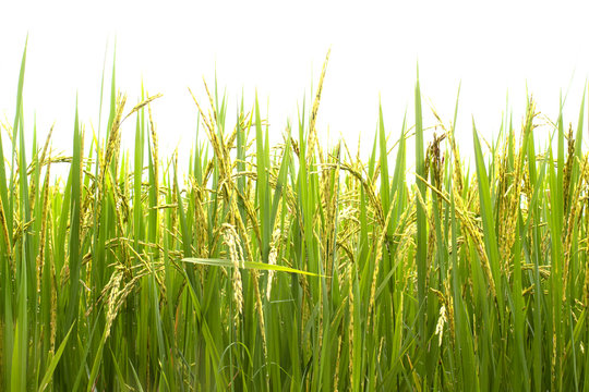 green rice plant on white background