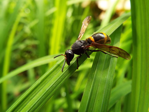 エントツドロバチ wasp