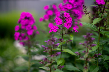 Natural flower background. Amazing nature view of purple flowers blooming in garden under sunlight at the middle of summer day.