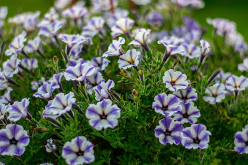 Obraz premium blue flowers in the garden
