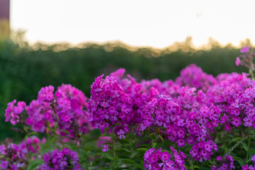 Natural flower background. Amazing nature view of purple flowers blooming in garden under sunlight at the middle of summer day.