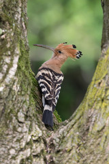 Portrait of Hoopoe bird at his nest (Upupa epops)