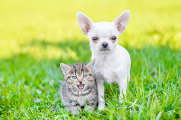 White chihuahua puppy and tabby kitten sitting together on green summer grass. Empty space for text