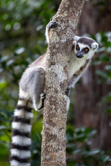 Ring-tailed lemur (Lemur catta), Anja Reserve, Madagascar