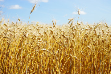 Agriculture - Ripe Wheat Field