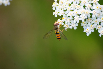 Pszczoła i kwiat