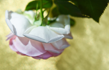 pink rose on gold background