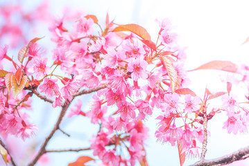 Fototapeta premium Cherry Blossom in spring with soft focus, unfocused blurred spring cherry bloom, bokeh flower background, pastel and soft flower background.