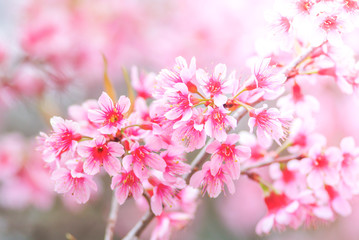 Fototapeta na wymiar Cherry Blossom in spring with soft focus, unfocused blurred spring cherry bloom, bokeh flower background, pastel and soft flower background.