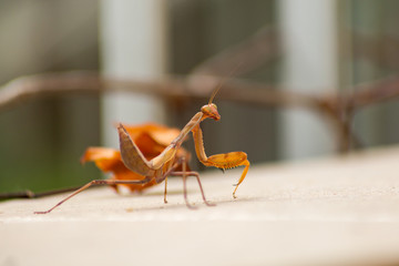 European Praying Mantis / Mantis Religiosa in brown color near to a brown dry leaf. View from back.