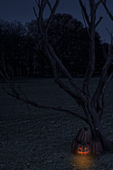 glowing face pumpkin by dead tree