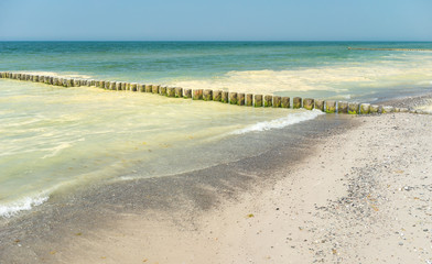 Blütenpollen auf dem Meer