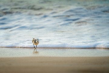 Sandpiper (Sanderling)
