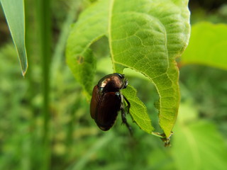マメコガネ japanese beetle