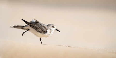 Sandpiper (Sanderling)
