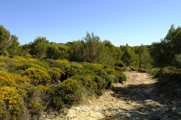 Fototapeta na wymiar Landschaft und Steilküste auf der Halbinsel Llevant im Naturpark Llevant, Mallorca, Balearen, Spanien