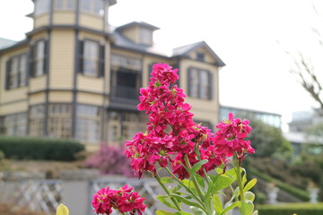 横浜外交官の家で咲くアラセイトウの花