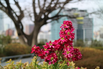Fototapeta na wymiar 横浜外交官の家で咲くアラセイトウの花