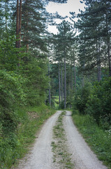 Landschaft im Sommer