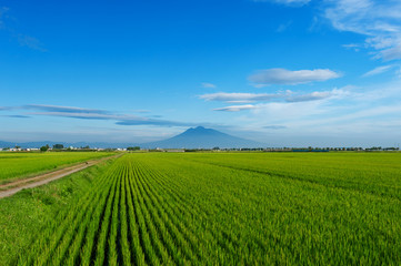 Fototapeta premium 【青森県岩木山麓】岩木山と水田の風景