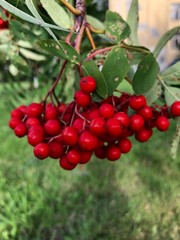 Obraz premium cherries on tree
