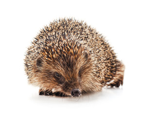 One hedgehog isolated.