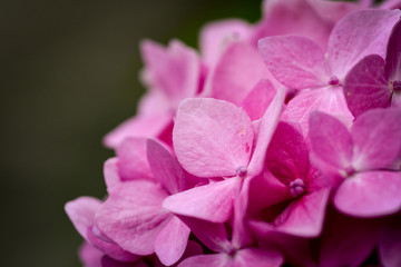 Pink flower close up with dark grey background
