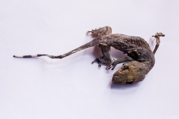 Dried gecko isolated on white background. Dried gecko selling for medical purposes in chinese pharmacy. Traditional in east asia believe that gecko for medicine.