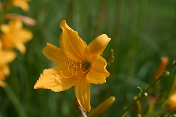 Hemerocallis Stella de Oro - Taglilie