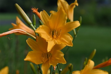 Hemerocallis Stella de Oro - Taglilie