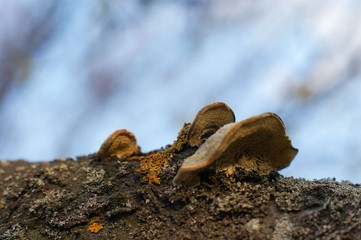 Mushrooms growing out of knot of tree, tall tree with gnarly bark