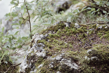 Obraz na płótnie Canvas green moss on a rock