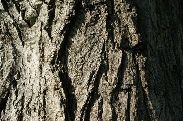 Seamless tree bark background. Brown tileable texture